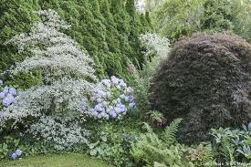 planter un massif au pied d une haie massif fleurs haie arbuste
