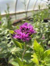 Image result for Vernonia melleri