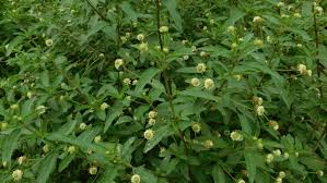 Image result for Lippia javanica