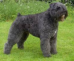 De bouvier is een stoere, temperamentvolle hond. Bouvier Des Flandres Wikipedia