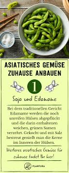 Asiatisches Gemuse Diese 8 Arten Wachsen Auch Bei Uns Plantura Asiatisches Gemuse Nachwachsen Gemuse Schwarzwurzeln Zubereiten