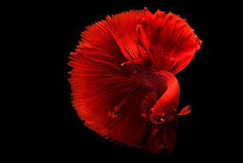 Bettas are a hardy fish species and can tolerate a wide variety of water parameters. Betta Splendens Care Guide And Characteristics
