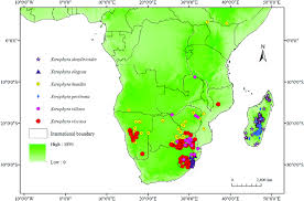 Image result for Xerophyta villosa