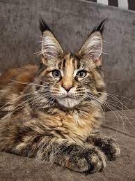 Purebred maine coon adoption is common because people are encouraged nowadays to adopt and not to buy. Maine Coon Rescue Lerona West Virginia