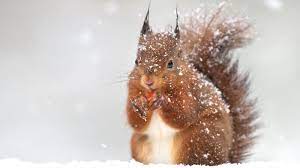 Winterbilder tiere als hintergrundbild : Vogel Und Wildtiere Im Winter Futtern So Machen Sie Es Richtig The Weather Channel Artikel Von The Weather Channel Weather Com