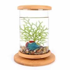 Some interesting betta fish facts. 1pcs Glass Betta Fish Tank Bamboo Base Mini Decoration Accessories Rotate Bowl Ebay