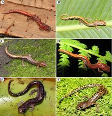 Image result for Dinebra caudata