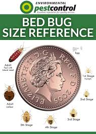 Image result for bed bugs