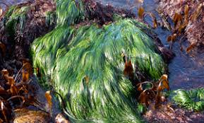 Image result for Phylohydrax