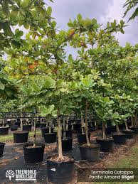 Image result for Terminalia