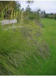Image result for Eragrostis curvula