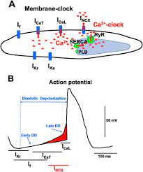 This type carries electrical impulses to the right ventricle and the right atrium of your. Generation Of Cardiac Pacemaker Cells By Programming And Differentiation Sciencedirect