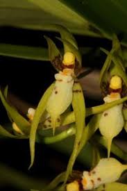 Image result for Diaphananthe odoratissima