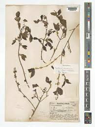 Image result for Afrocanthium mundianum