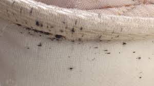 Do bed bug mattress covers and protectors work? Bed Bugs On Mattress 4 Critical Things You Need To Do
