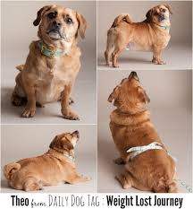 Pin On Dog S Health