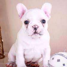 Our french bulldog puppies are given a wonderful start in life that provides them with the love, socialization and training they need to become ideal pets. Cream French Bulldog Puppy Now Living In Oregon Bulldog Puppies French Bulldog Puppies French Bulldog