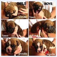 Advice from breed experts to make a safe choice. 6 Boxer Puppies For Sale In Indianapolis Indiana Classified Americanlisted Com