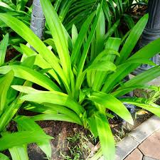 Image result for Crinum asiaticum