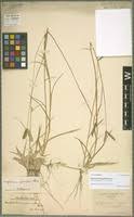 Image result for Dactyloctenium geminatum