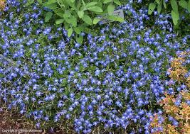 Image result for Lobelia pteropoda