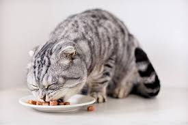 Providing a high fiber diet to your cat does not mean that you are sacrificing the dietary proteins that she gets on a daily basis. Best High Fiber Cat Food In 2021 All About Cats