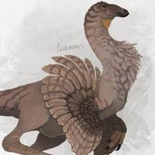 Image result for Aneulophus