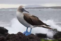 Animales de las islas Galápago +20 Ejemplos con FOTOS