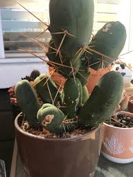 Recently (about 2 months ago) i started to notice a discoloration/change to the outside of the cactus. Anyone Know What These Spots Could Be And How I Can Treat It Fungal Scale Cactus
