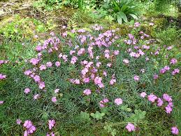 Image result for Dianthus chimanimaniensis