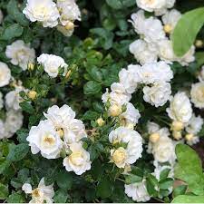 Pops Of Soft Buttery Yellow Blooms It S The Popcorn Drift Rose Northwestlandscapedesign Drift Roses Rose Bloom