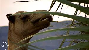The humps function the same way—storing fat which can be converted if a camel uses the fat inside the hump, the hump will become limp and droop down. What S Inside A Camel S Hump Youtube