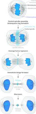 Are involved in animal cell reproduction. Overview Of Animal Cell Cytokinesis Download Scientific Diagram