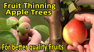 This causes the new tree to grow low branches and. Pruning Fruit Trees In The Home Orchard A Step By Step Video Guide Youtube