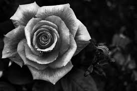 Black And White Rose Images Hd Black And White Laura S Project 365 Photography Blog Black And White Rose Tattoo White Rose Tattoos Black And White Roses