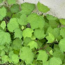 Image result for Triumfetta digitata