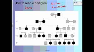 How To Read Pedigrees Mr Seggerman S Biology Youtube Biology Reading Mr