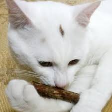 Kedi Temizleme Dis Saf Dogal Catnip Pet Kedi Molar Dis Macunu Sopa Meyve Matatabi Kedi Aperatifler Hga Sticks Kedi Oyuncaklar Www5 Modaeffect Org