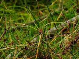 Image result for Isolepis prolifera