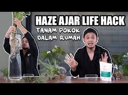 Meskipun rumahmu berupa rumah sederhana yang tidak luas, ada baiknya kamu cara merawatnya juga mudah kok, cukup menggunting cabang yang kurang rapi secara berkala, memberi pupuk ingin punya halaman rumah dengan sentuhan khas bali yang kental? Life Hack Tanam Pokok Dalam Rumah Menyegarkan Rumah Dan Bantu Pernafasan Youtube