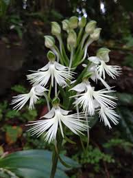 Image result for Habenaria subarmata