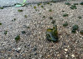 Image result for Globia algae