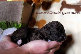 Also known as the truffle dog, they make for wonderful and. Mocha Lagotto Romagnolo Puppy For Sale Near Croatia 71d295d6 E791 Lagotto Romagnolo Puppy Lagotto Romagnolo Puppies For Sale