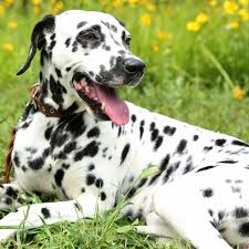 Image result for dalmatian