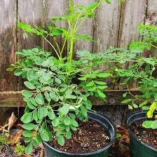 Image result for Moringa