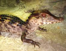 How big does a dwarf caiman get to be? Cuvier S Dwarf Caiman The Dallas World Aquarium