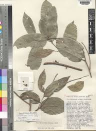 Image result for Uvariodendron