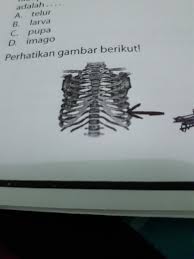 Rangka manusia juga mempunyai fungsi sebagai penopang tubuh kita, contohnya adalah tulang kaki yang dapat menopang seluruh tubuh. Bagian Rangka Yg Ditunjuk Oleh Anak Panah Berfungsi Untuk A Melindungi Organ Pernapasan Dan Brainly Co Id