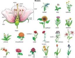 Parts Of The Flower And Flower Names Cherry Blossoms Tiếng Anh Hoa Dại