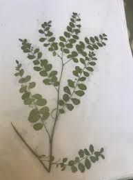Image result for Indigofera colutea